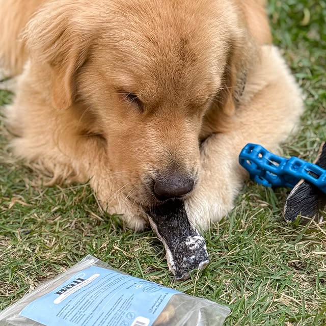 Post by goldenretriever_lotus