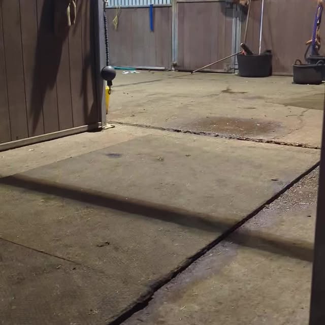 Post by stashstablesliverydogpark