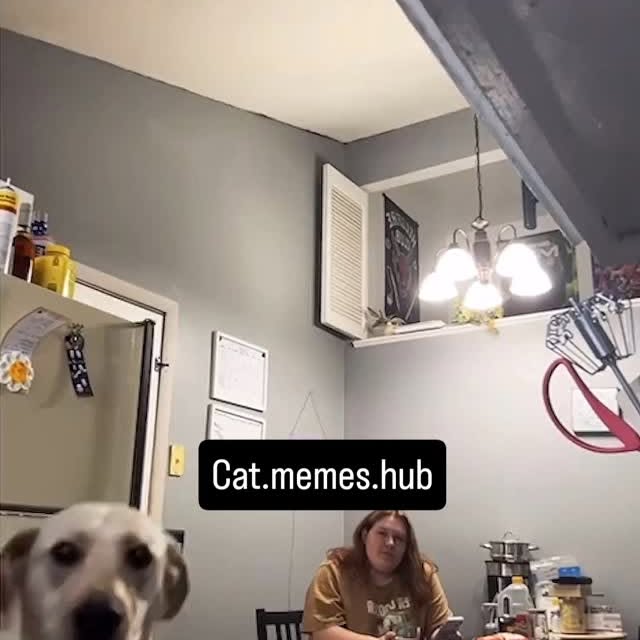 Post by cat.memes.hub