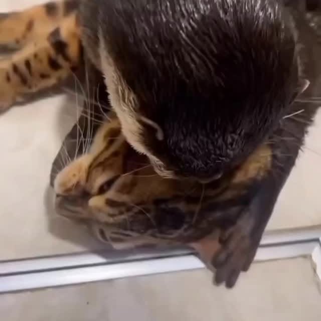 Post by ottershub