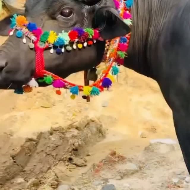 Post by malviya_dairy_farm_143