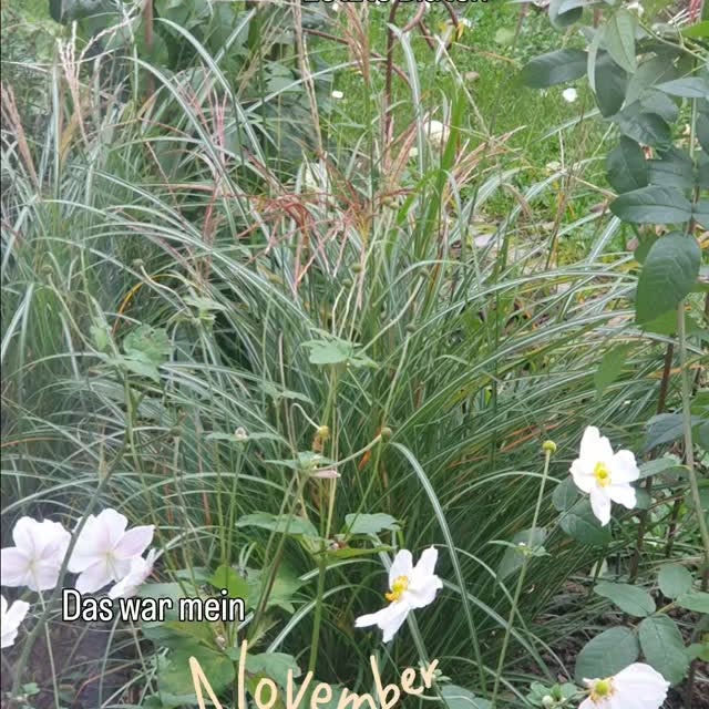 Post by notreroseraie