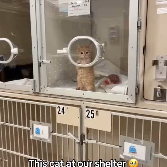 Post by rescuedogeso