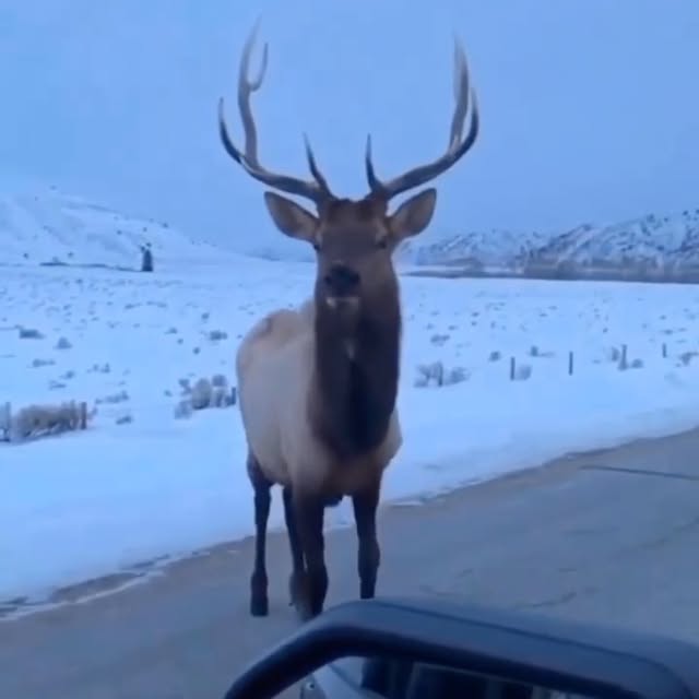 Post by touronsofyellowstone