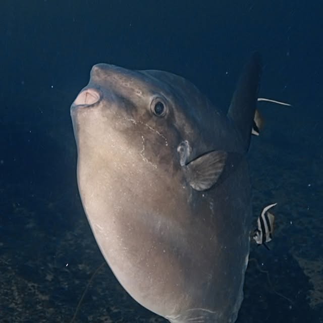 Post by uw.ocean.visuals