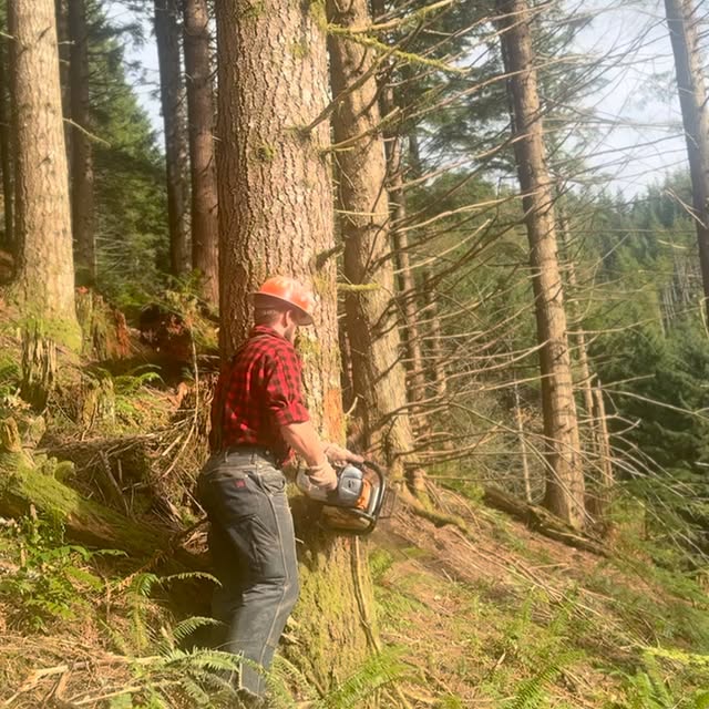 Post by thulinetimberco