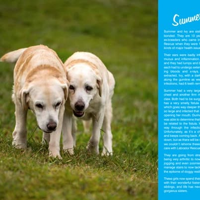 Post by labrador.rescue.australia