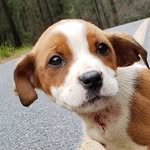 Rescue Community's profile picture