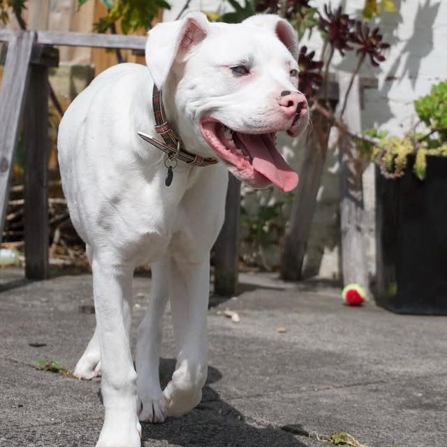 Post by adoptadog_au