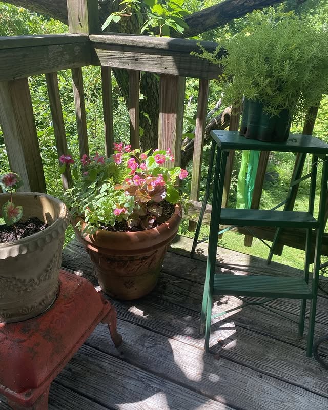 Post by bluewillowhomeandfarm