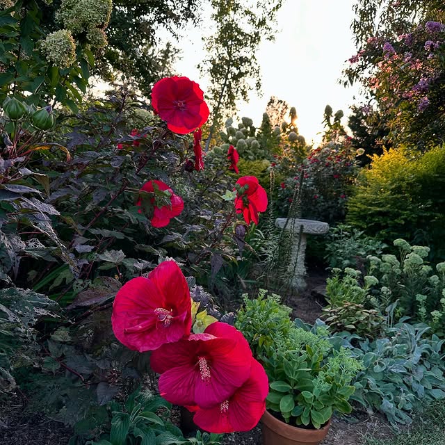 Post by jaysgardenjournal