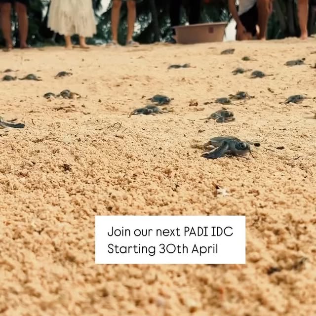 Post by scuba_junkie