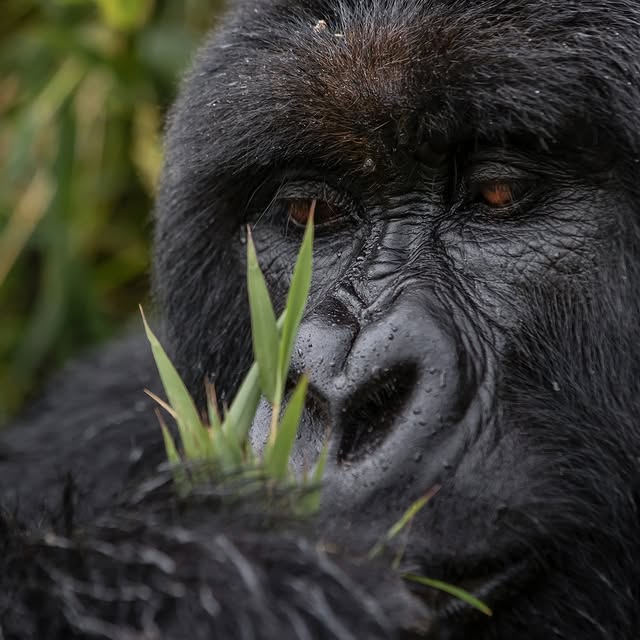 Post by grandafricasafaris