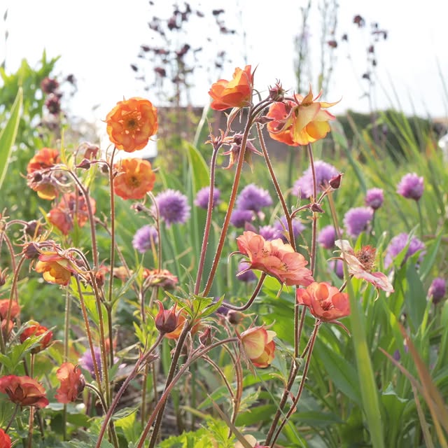 Post by jelle_grintjes