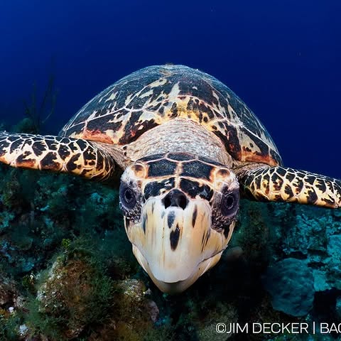 Post by backscattervideophoto