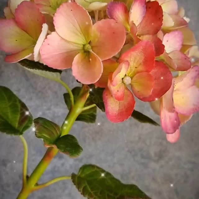 Post by territoryofflowers