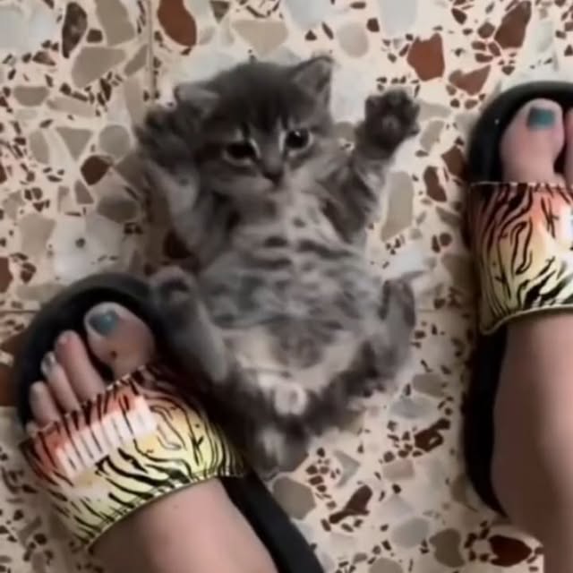 Post by houseofkittyss