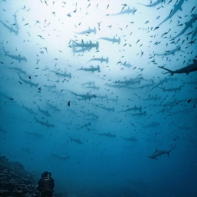 Post by pelayosalinas