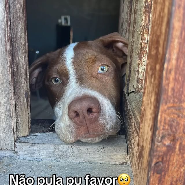 Post by aleatorios_dogs