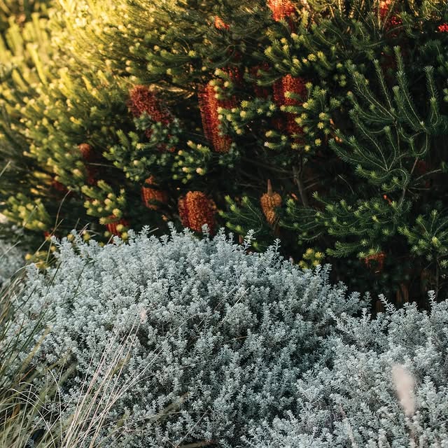 Post by guidetobettergardens