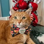 a_ginger_cat_named_rascal