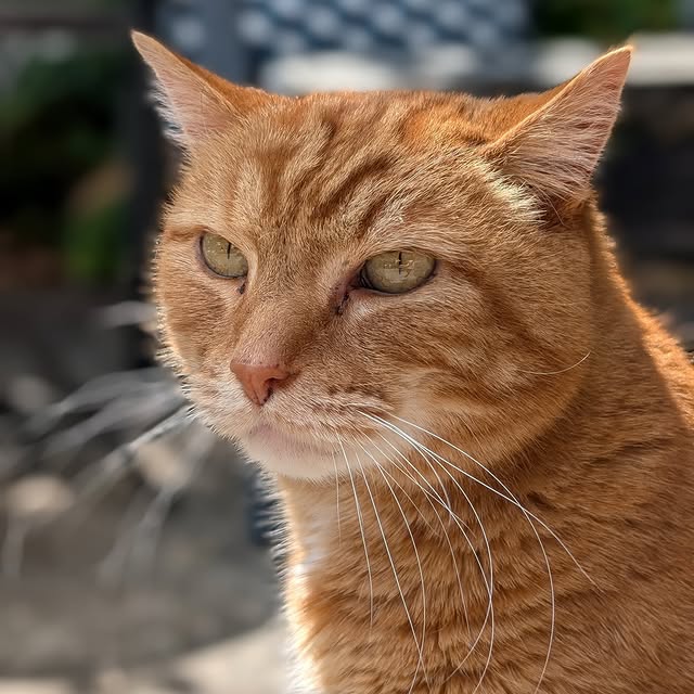 Post by cobblerkittycat