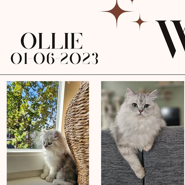 Post by ollie.frenkie