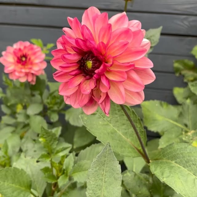 Post by charlies_blooms