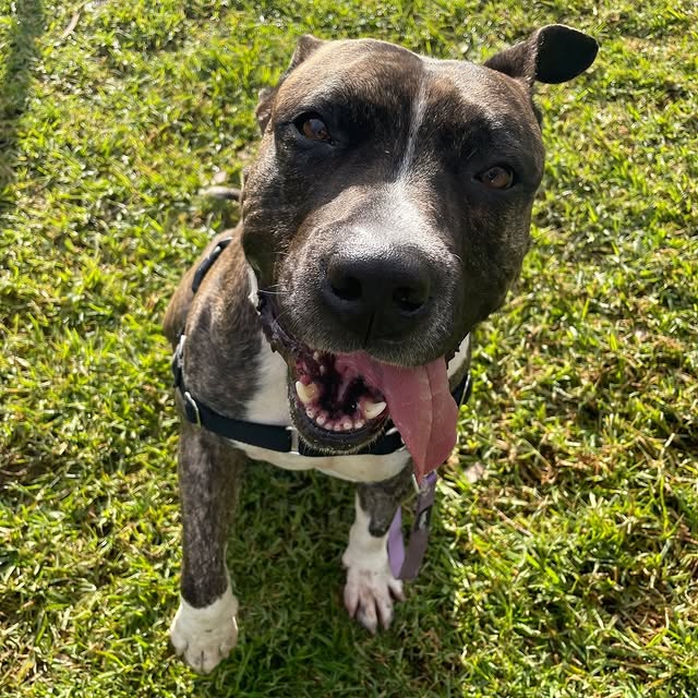 Post by adoptadog_au