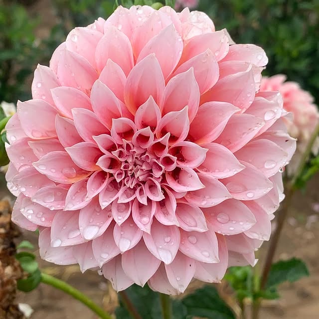 Post by serenada_dahlias