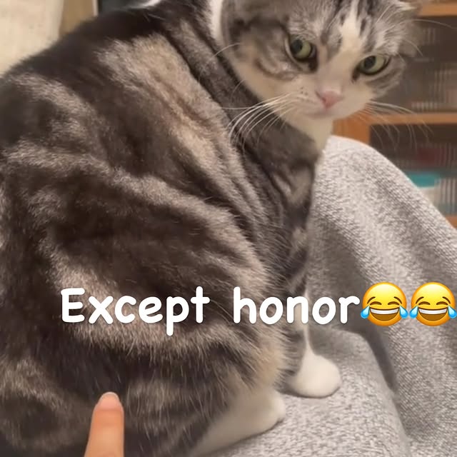 Post by cute.cat.inst