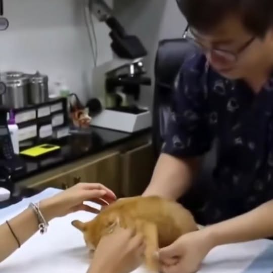 Post by cats_nomad18