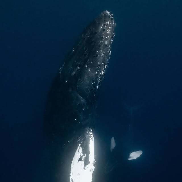 Post by dive_journey