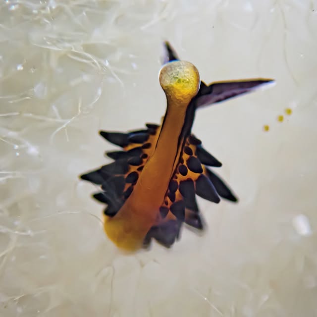 Post by red.biodiving