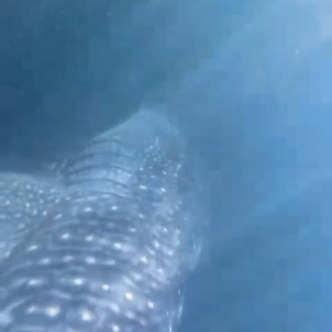 Post by scuba_junkie