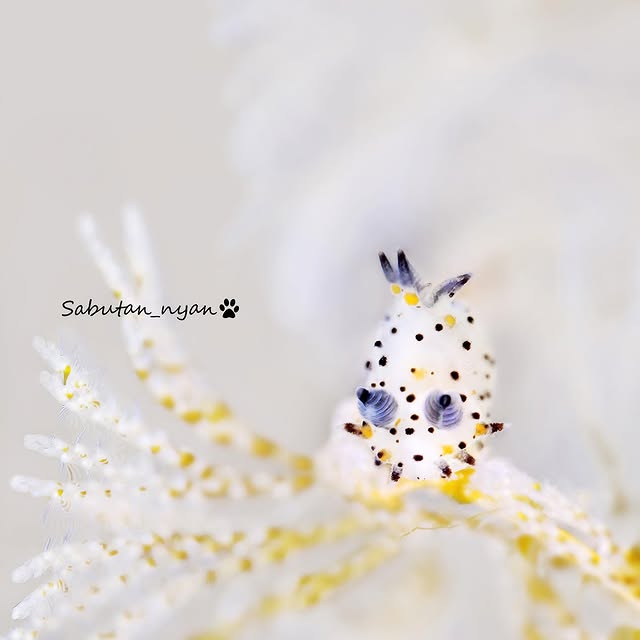 Post by sabutan_nyan